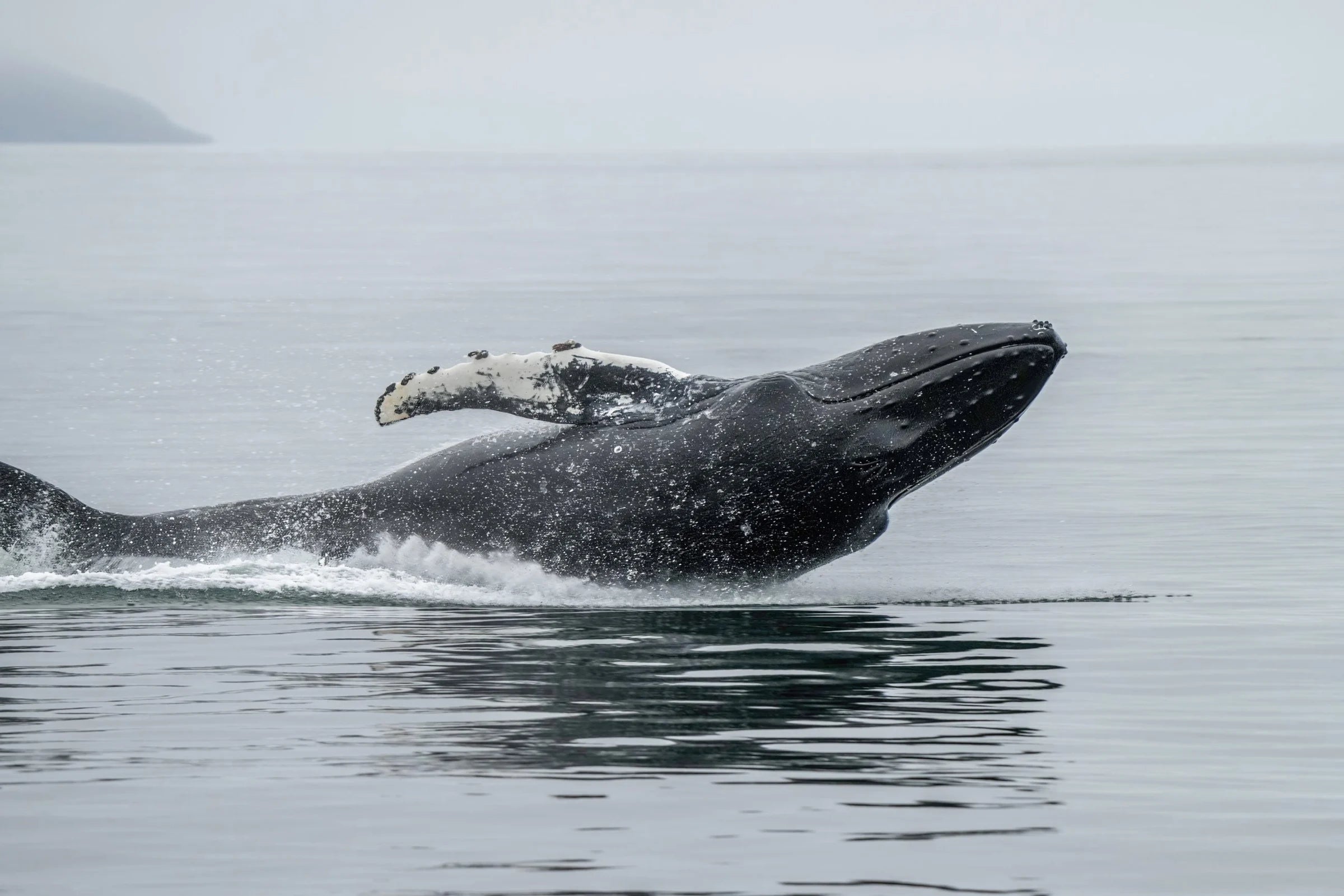 A humpback whale breaching from a grey sea